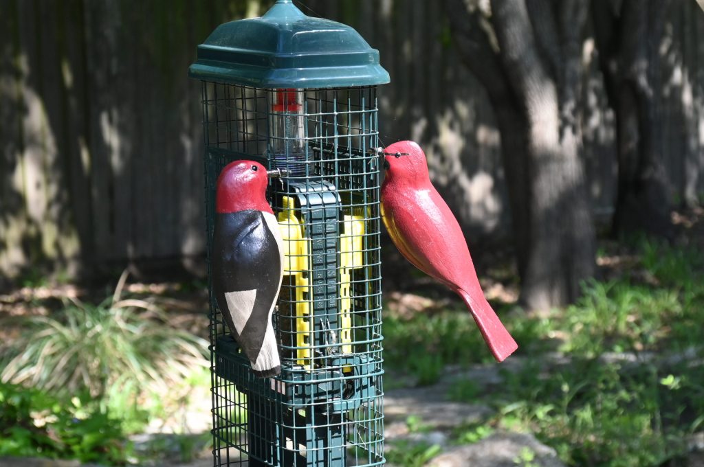 Woodpecker & Cardinal at Feeder